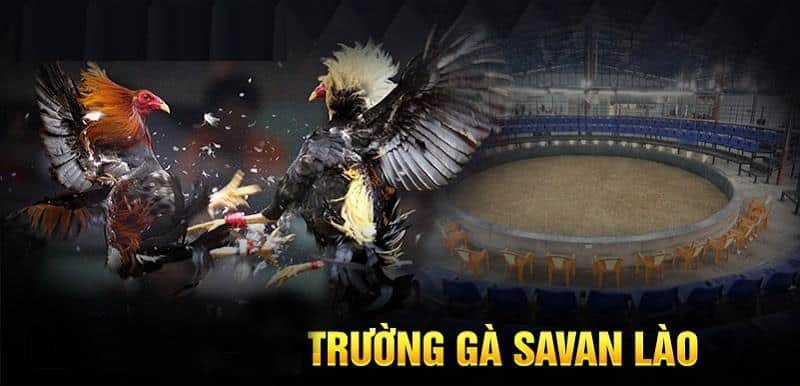 Giới thiệu trường gà Lào Savan